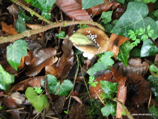 rderia-18-11-2012 11-14-23